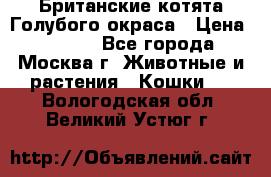 Британские котята Голубого окраса › Цена ­ 8 000 - Все города, Москва г. Животные и растения » Кошки   . Вологодская обл.,Великий Устюг г.